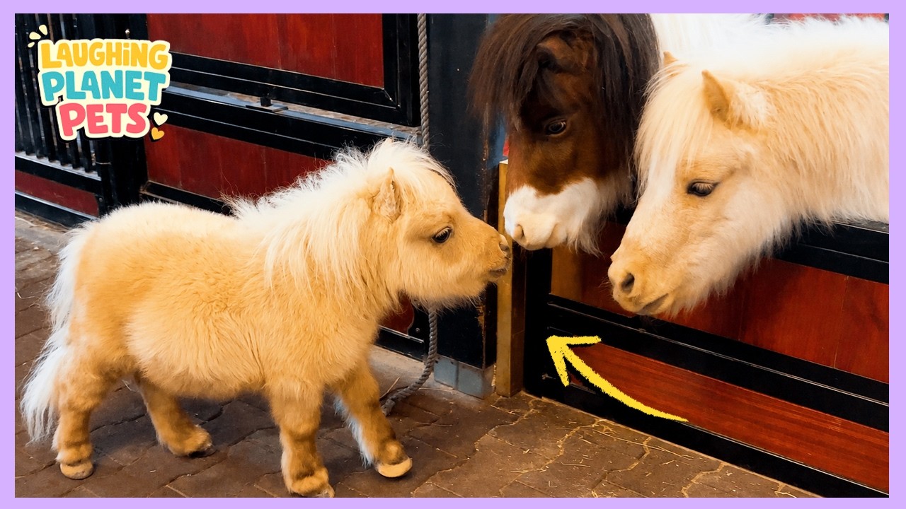 This Mini Horse Was Barely Able To Walk. Now He's The Happiest