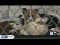 Twin Falls animal shelter receives dozens of dogs as unplanned litters surge