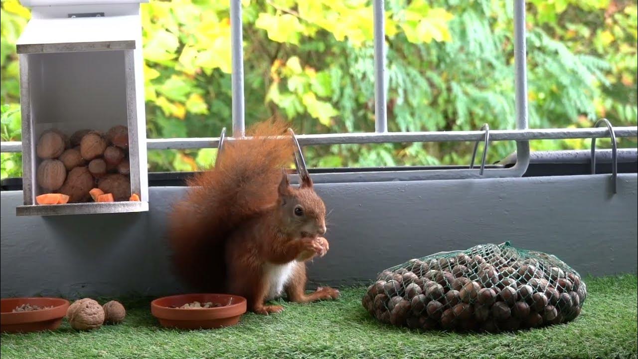 Erntefrische Haselnüsse für meine Eichhörnchen 🐿🌰 YouTube