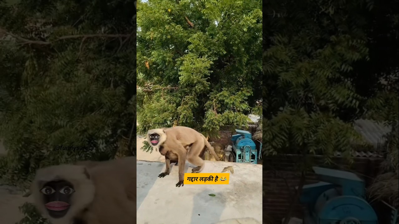 गद्दार लड़की है #funny #thetharpuns #shilpisaroja #comedy