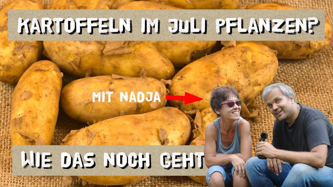 Kartoffeln nochmal im Juli pflanzen - mit Nadja (Neues vom Landei)