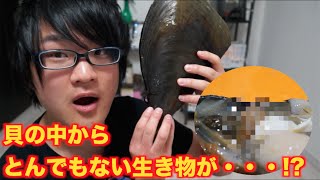 超巨大貝さばいたら中から謎の生き物が・・・