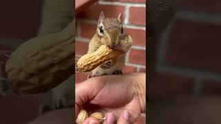 The Chipmunk Is As Tall As The Peanut That He Wanna Fit In Cheeks