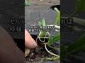 【家庭菜園】セルトレー育苗ならできる！？　ホウレンソウの移植　おまかせ菜園フクダ流