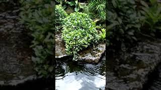 Jalan2 Ke Singapore Zoo With Nek Sida Family15