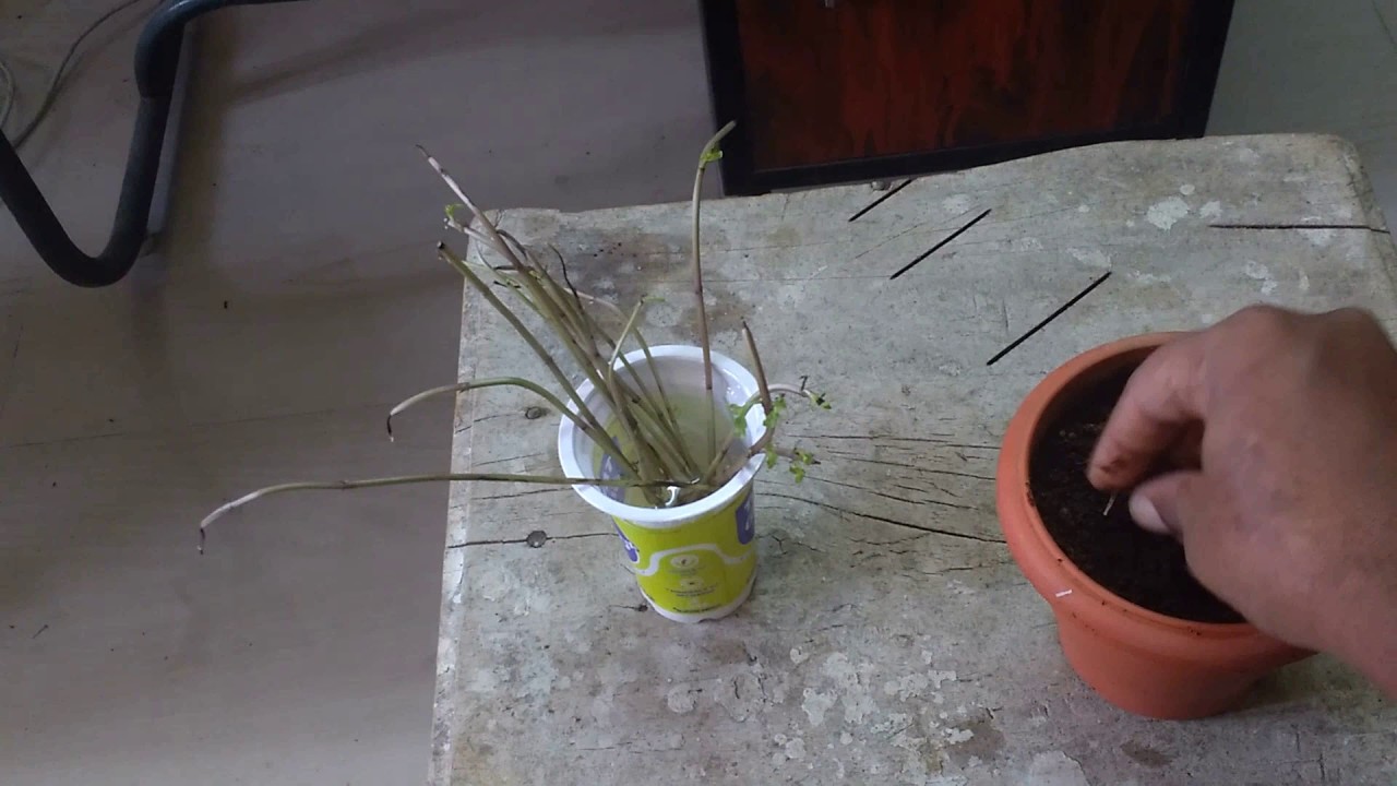 How to Grow Mint from cutting - YouTube