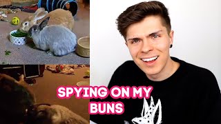 Recording What My Rabbits Do When Im Not There! | Petcube Bites 2 & Play 2 Pet Cameras