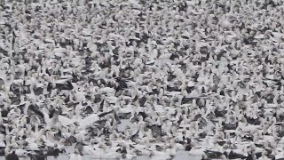 Millions of snow geese flock to Havana, Illinois for rest stop | Good News Chicago