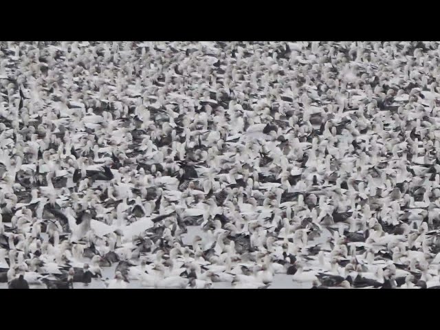 Millions of snow geese flock to Havana, Illinois for rest stop | Good News Chicago