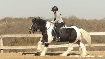 Cairnview Galway - walk, trot, canter, stops, transitions! - ValleyViewRanch.net