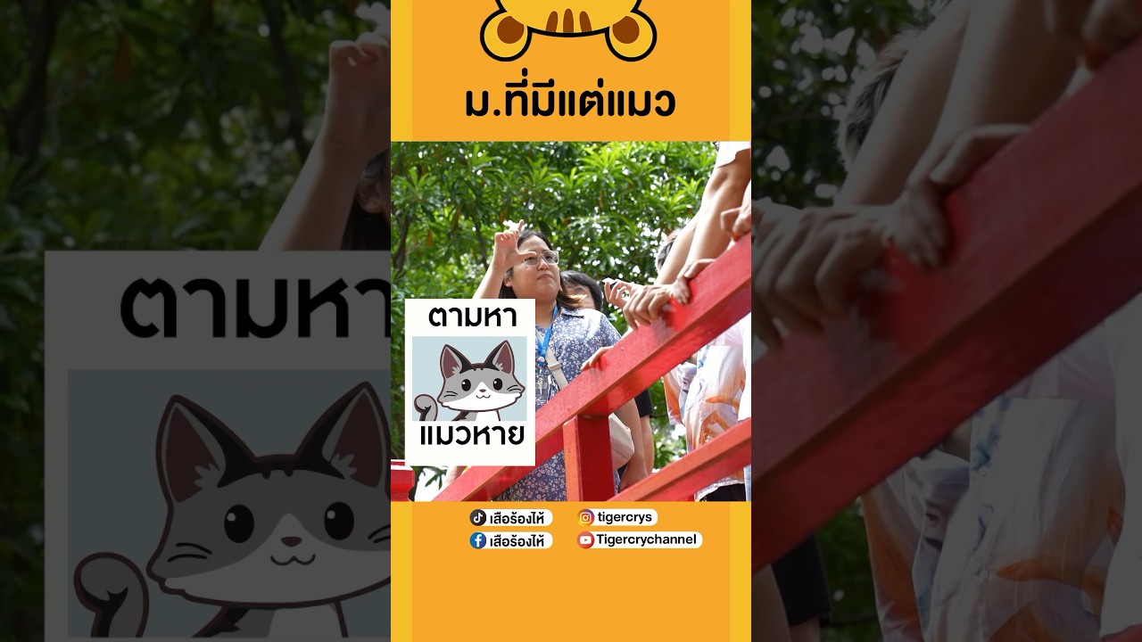 🐈มหาวิทยาลัยที่มีแต่แมว ไม่มีหมาสักตัว!  #มหาวิทยาลัยหอการค้าไทย #เสือร้องไห้ #TigerShorts #shorts