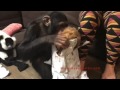 Sugriva the chimpanzee opens a christmas present