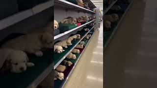 Just Picking Up The Daily Essentials viral animals 