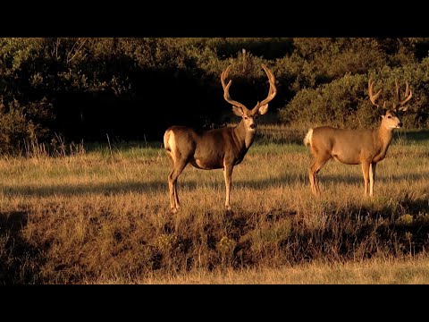 Colorado Lucky Encounter- Winchester Deadly Passion- Full Episode