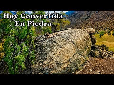 ¿Cómo Llegó esta Tortuga Gigante a la Cima del Cerro?