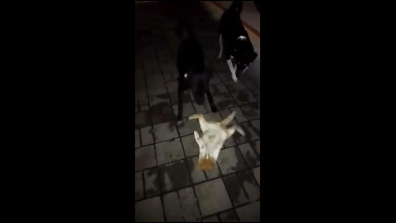 Dog kill Cat 🔥🔥🔥animalfight YouTube
