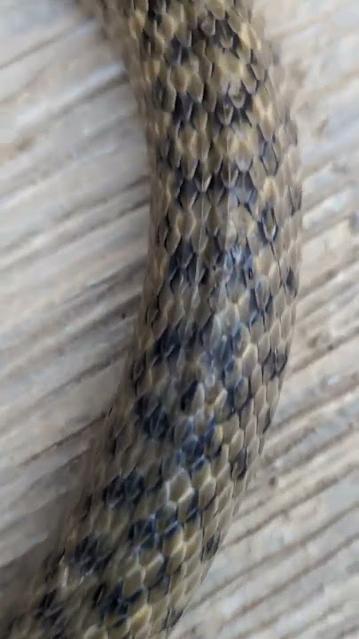snake video #saap # #snake #saanp #cobra #saamp #nagin #kingcobra