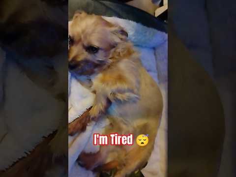 كلب بيبي نعسان كلاب شورت كلب لطيف