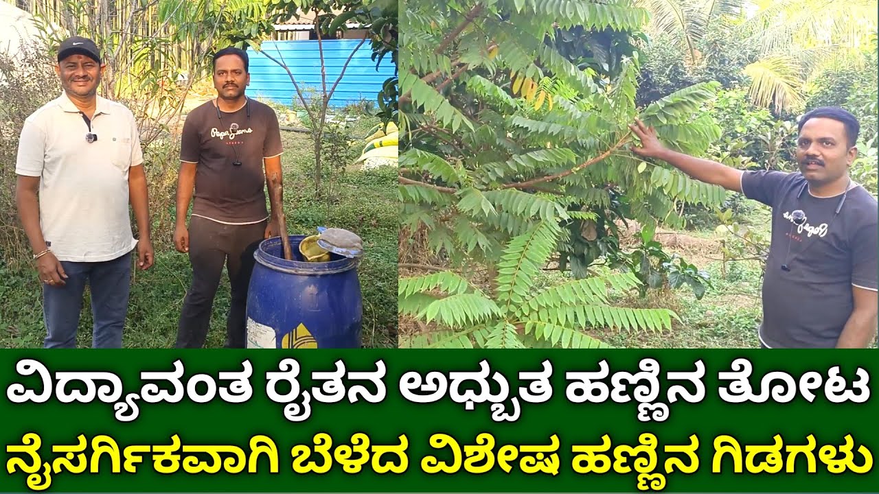 ವಿದ್ಯಾವಂತ ರೈತನ ಸರಳ ಸಾವಯವ ಹಣ್ಣಿನ ತೋಟ | organic fruit farming | horticulture fruit crops in kannada