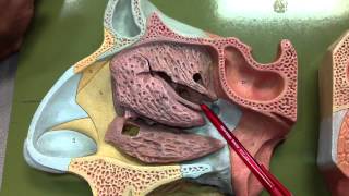 Lateral Wall of Nasal Cavity 1