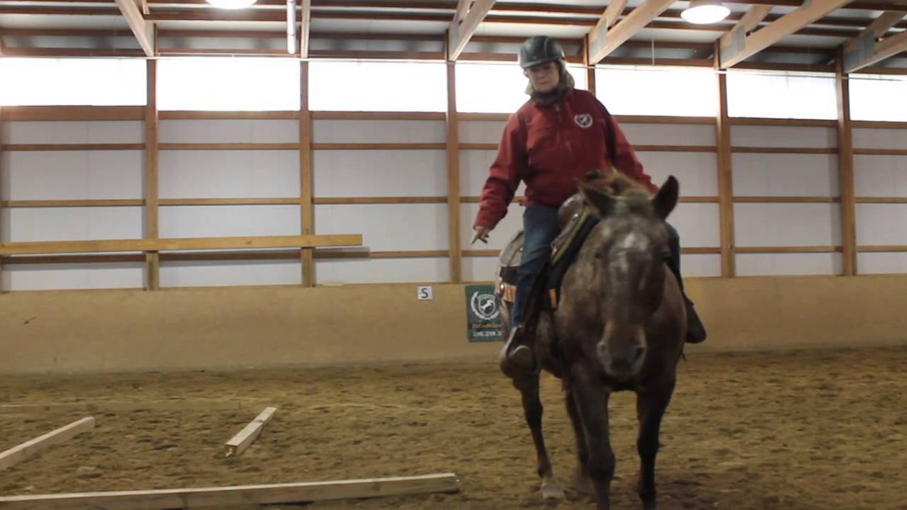 Extreme Horse Bridleless Obstacles