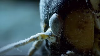 The Insect That Freezes To Survive | Nature's Biggest Beasts | BBC Earth