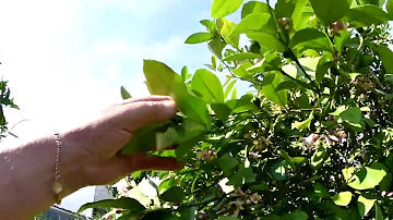 Co způsobují houby u citrusových rostlin?