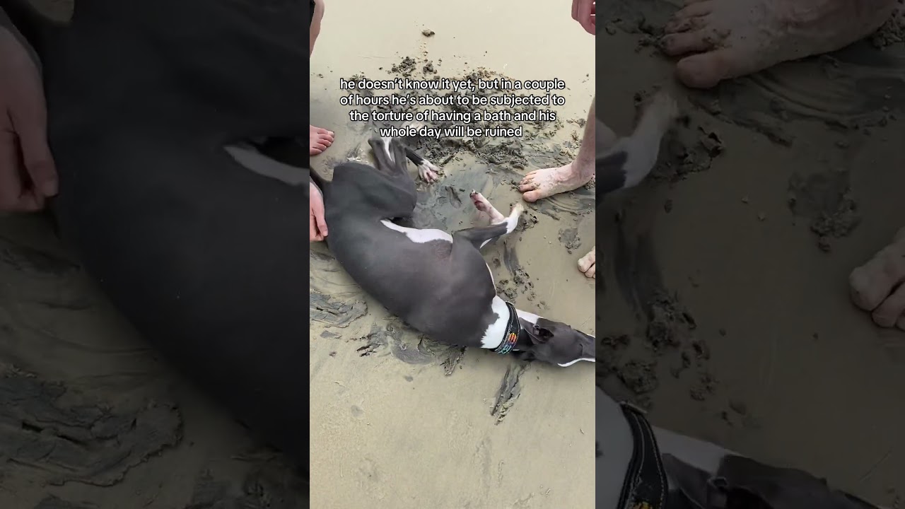 Kev the Whip | He doesn’t know it yet 