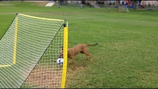 When Your Dog Is A Soccer Lover