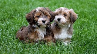 Bichon havanese kiskutyák / havanese puppies by Dorsett 22,309 views 5 years ago 7 minutes, 41 seconds