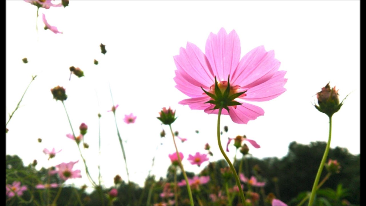 白い椅子の陰  N,S,P