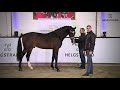 Salissimo by Secret / Belissimo M – stallion born 2018 (ENG)