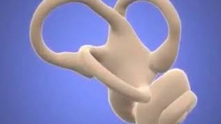 Vestibular Apparatus