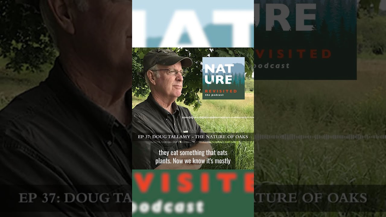 Episode 37 Doug Tallamy The Nature Of Oaks Excerpt 