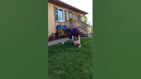 Soccer dog