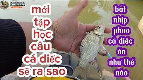 TẬP 1| học cách bắt nhịp phao câu cá diếc|địa điểm câu cá diếc quá đẹp|Vũ chỉnh fishing#fishing