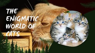 The Enigmatic World of Cats