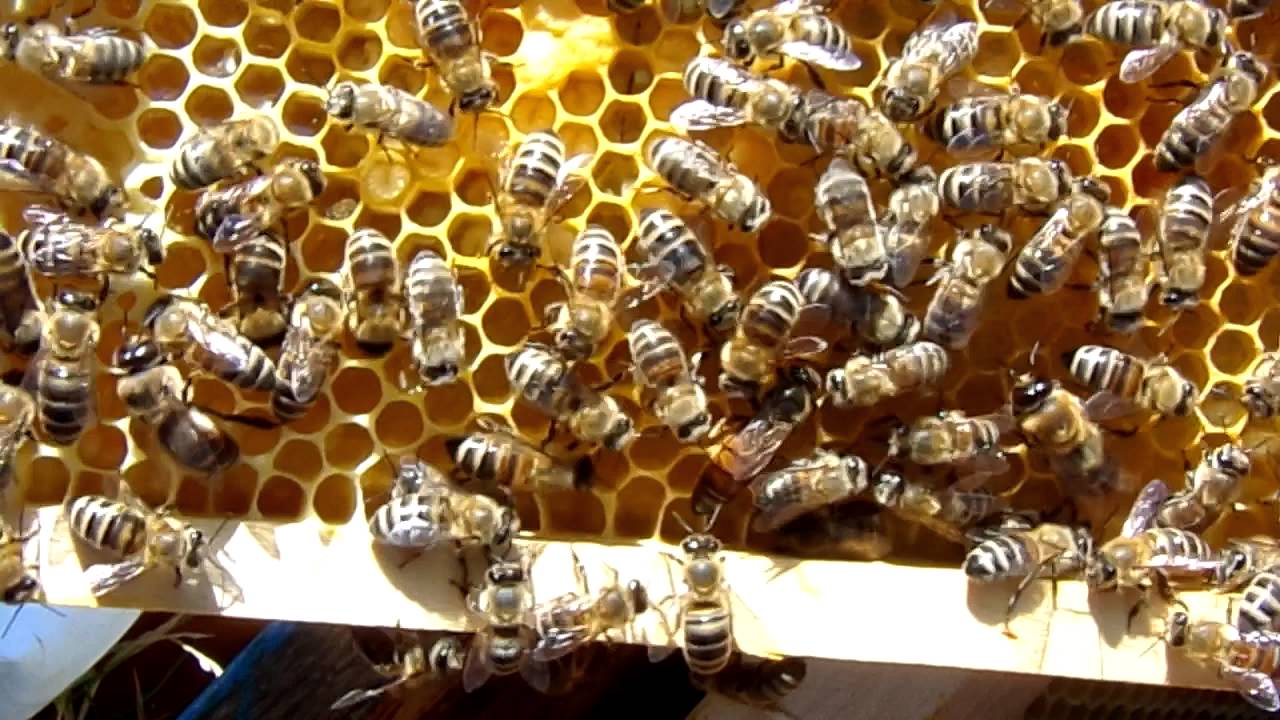 Queen Bee Mother YouTube