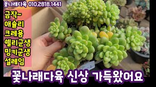 Download Lagu 오늘도 신상이 가득해요🍁 샹그릴라철화 예쁘네요🍁밍키군생, 설레임, 금작, 애슐리 ~꽃나래다육 010.2818.1441  MP3