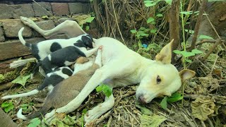 Abandoned mama dog comes to our shelter asking for help for her family.