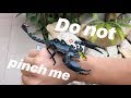 My GIANT forest SCORPION eats his worm ALIVE !!!