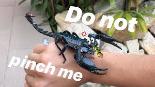 My GIANT forest SCORPION eats his worm ALIVE !!!
