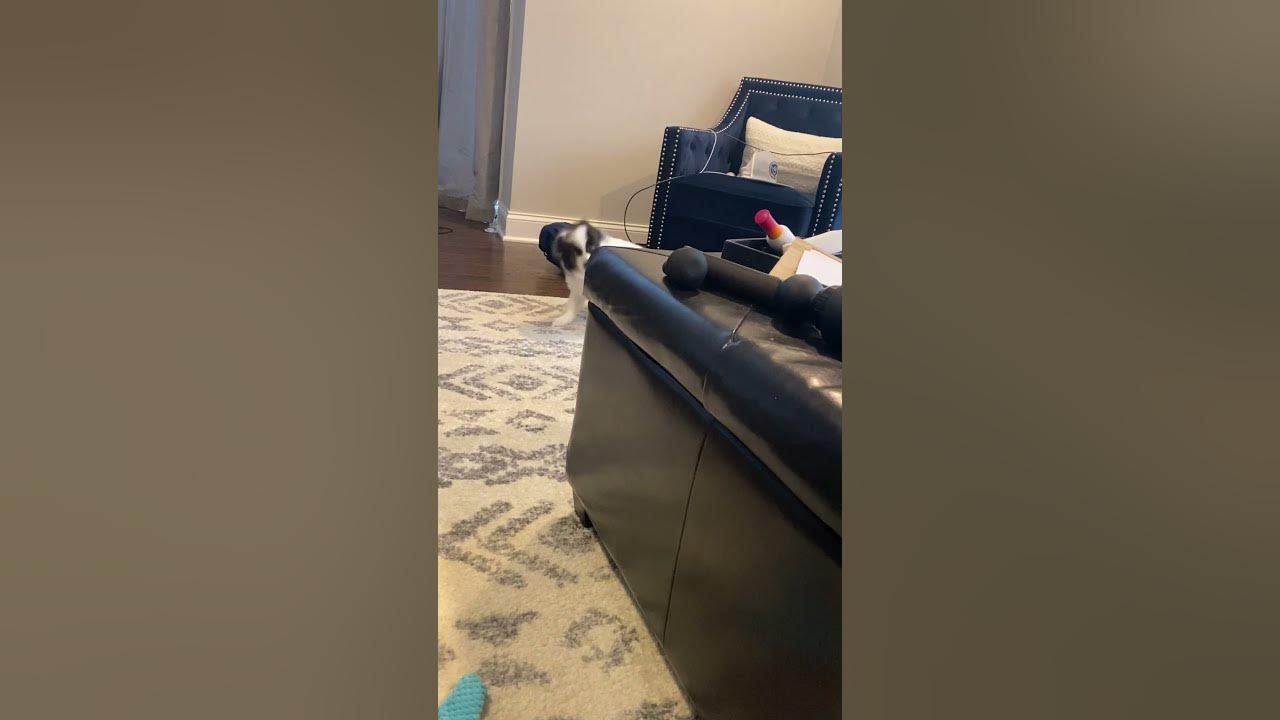 pomeranian-sneezing-multiple-times-back-to-back-youtube