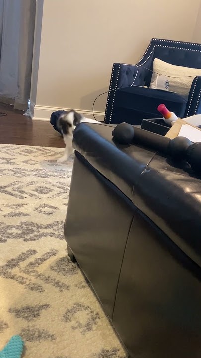 pomeranian-sneezing-multiple-times-back-to-back-youtube