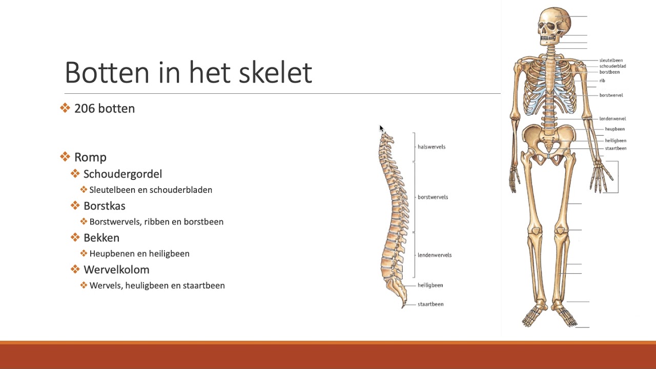 begrijpen katje Doornen 5.1 - Het skelet van de mens - YouTube