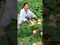 Cucumber farming life and harvest activity #viral #trending #shorts #cucumber