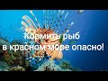 Осторожно! Не кормите рыб в красном море! Подпишись на канал.