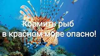 Осторожно! Не кормите рыб в красном море! Подпишись на канал.