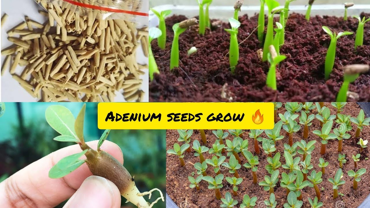 How to grow adenium seeds Adenium seeds grow only 20 days🔥 Easy way to grow Adenium seeds