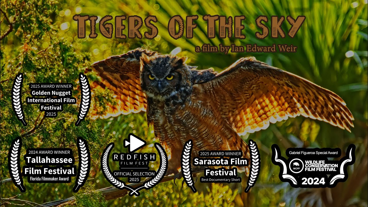 «Тигры неба» — фильм Яна Эдварда Уира — 4k